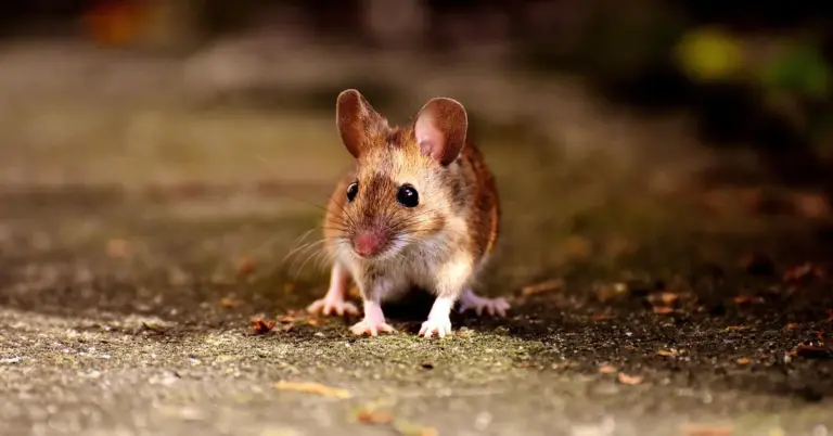 Small laboratory mouse standing on a textured ground surface