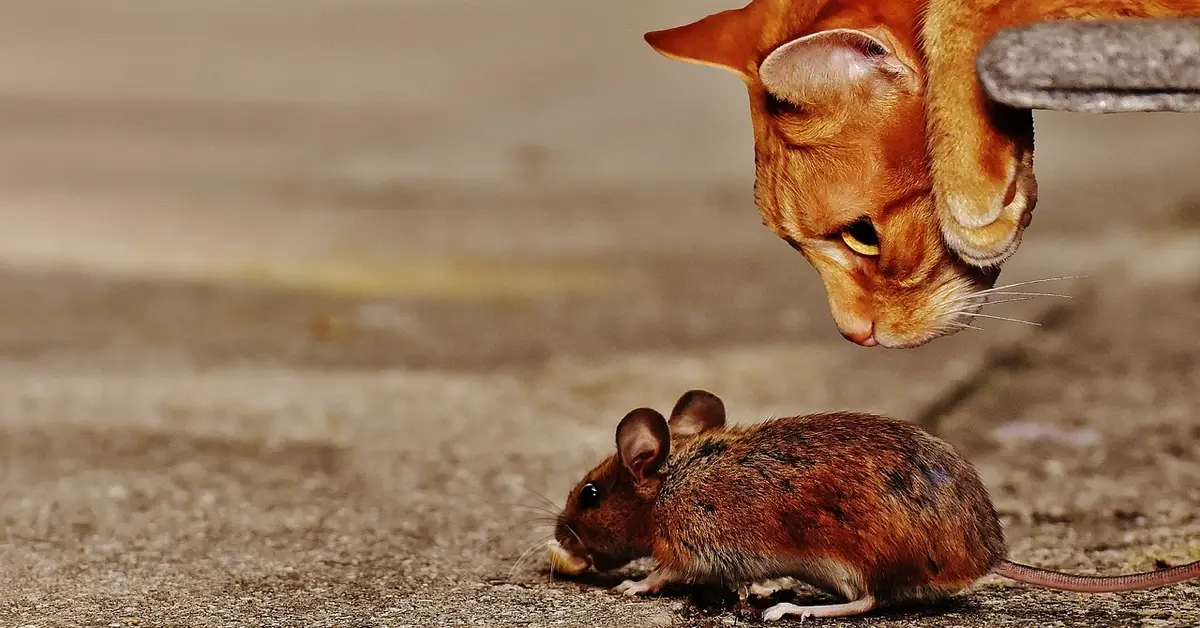 An orange tabby cat leaning down to observe a small brown mouse on a rough concrete surface.