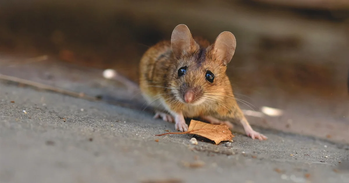 Close-up of a small brown mouse on a concrete surface, looking at the camera with a dry leaf in front.