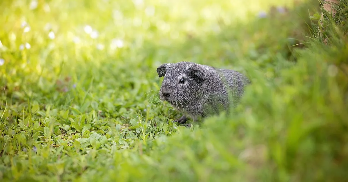 Small gray rodent with whiskers in a sunlit green meadow, illustrating agouti-based coat coloration.