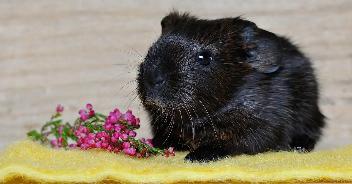 A small dark-furred pet rodent sits on a yellow textured surface beside a cluster of pink flowers.
