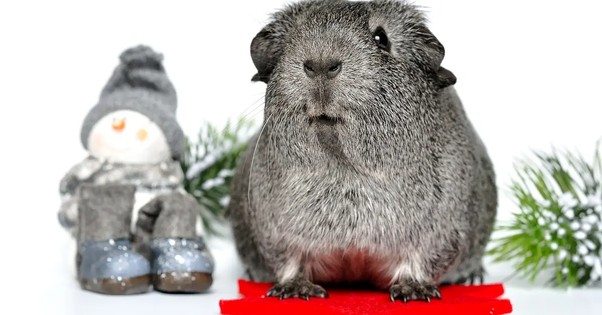Gray chinchilla perched on a red platform, with a small decorative snowman and green pine branches in the background.