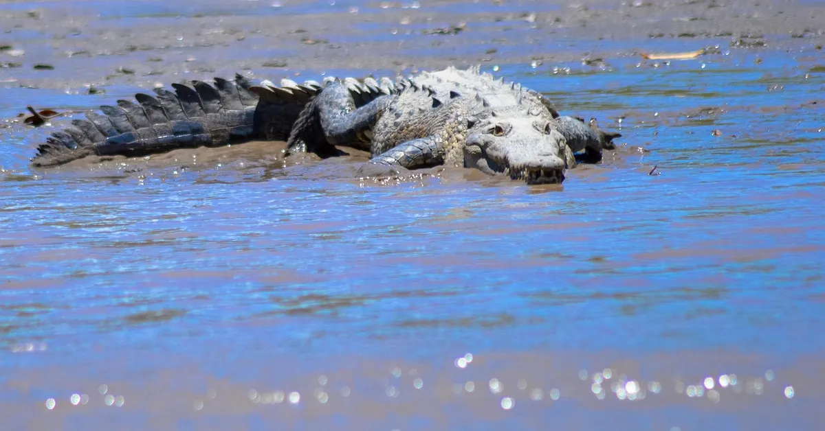 A large crocodilian (likely an alligator) lying on its belly in shallow, muddy water with its head and part of its body visible.