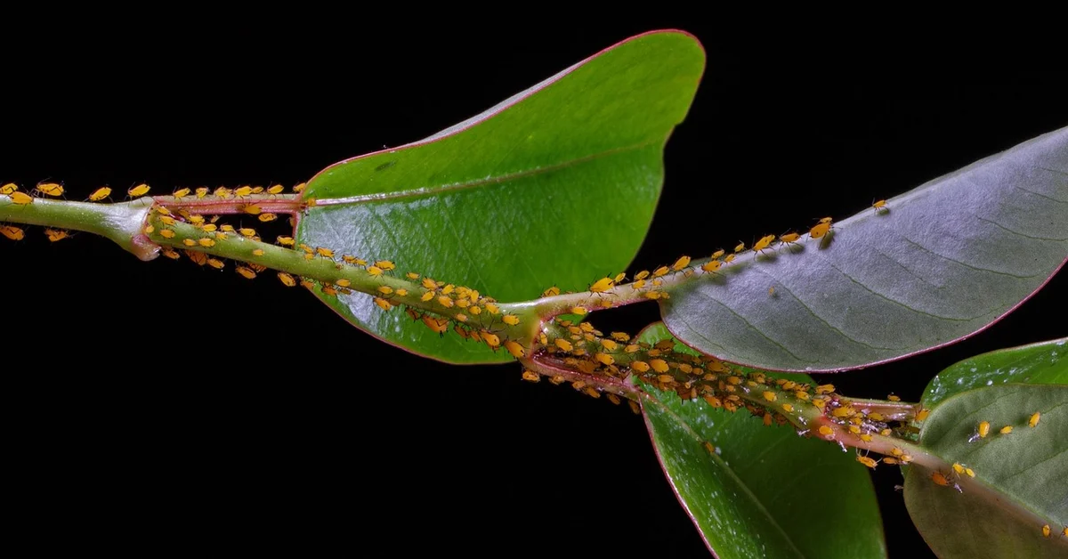 Close-up of a plant stem and leaves crowded with numerous small yellow-orange aphids forming a dense infestation.