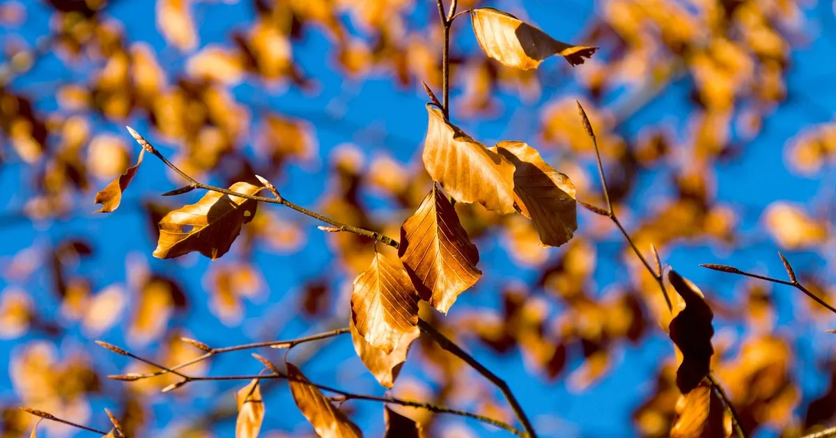 Brown autumn leaves on thin branches against a bright blue sky