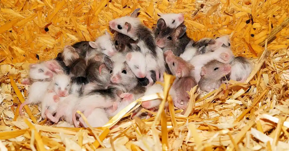 A cluster of tiny baby mice lying together in a straw nest.