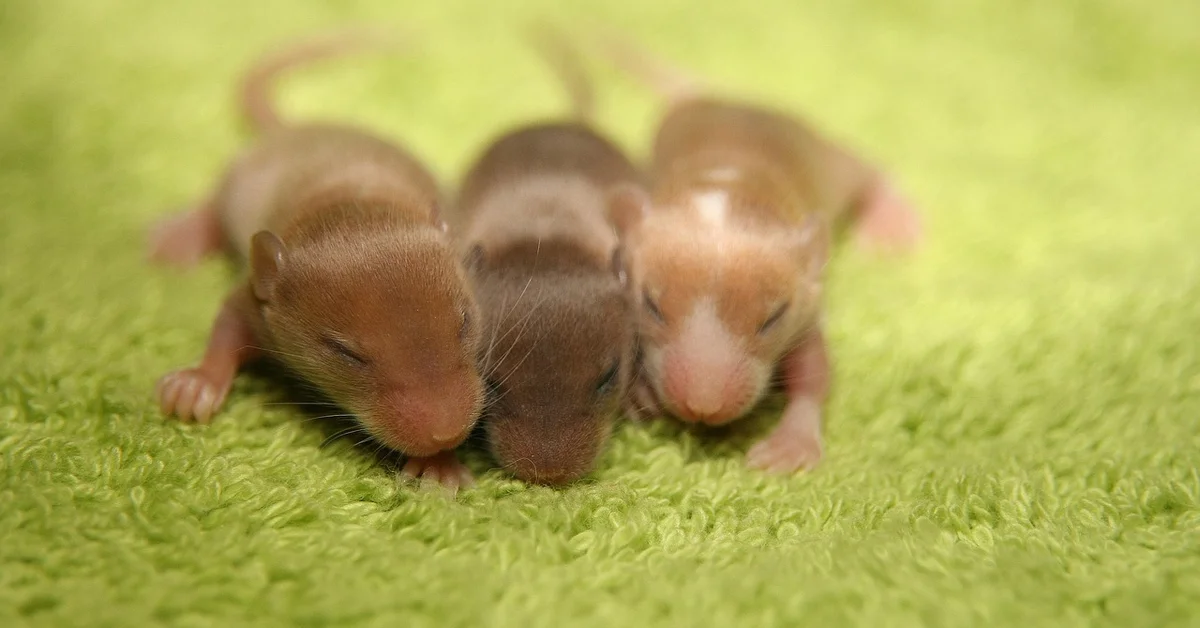 Three newborn mice with closed eyes on a bright green towel; hairless or sparse fur, representing the pinkie stage transitioning toward fuzzies.
