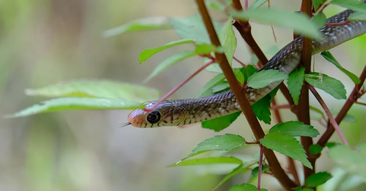 Close-up of a ball python's head peering through green leaves on a shrub