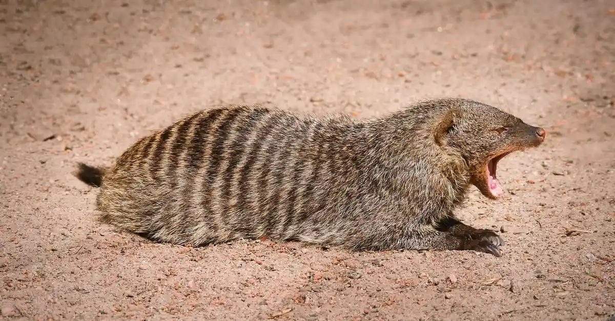 A banded mongoose lies on a sandy surface, showing dark transverse stripes along its body and its mouth open in a yawn.
