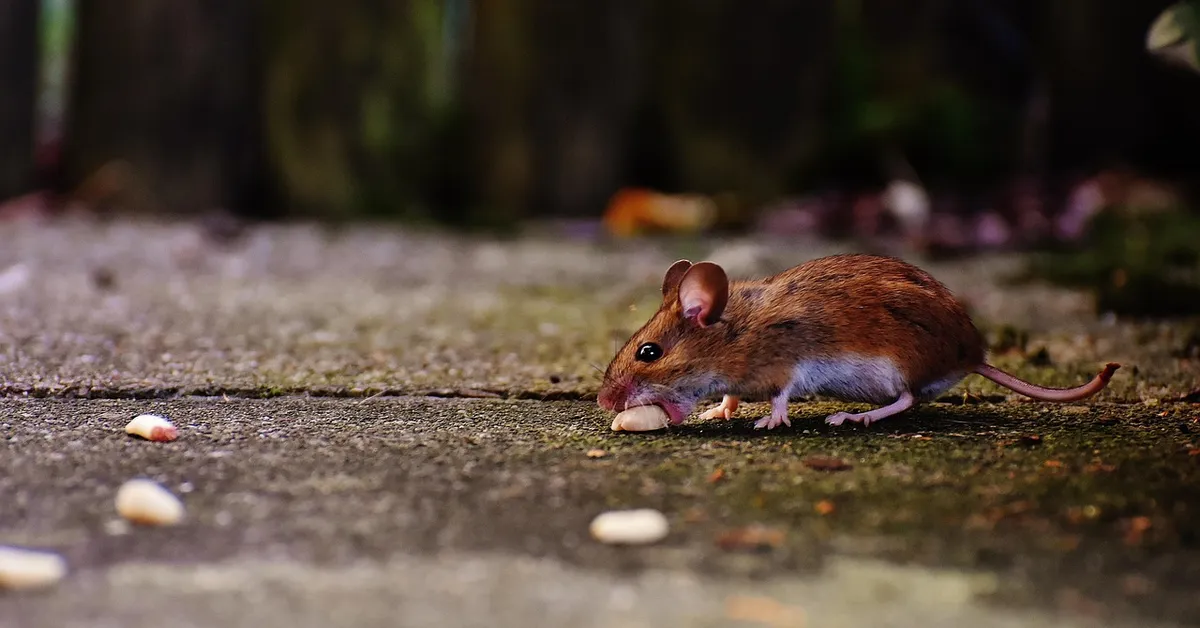A small brown mouse on a pavement, nibbling on a white pellet.