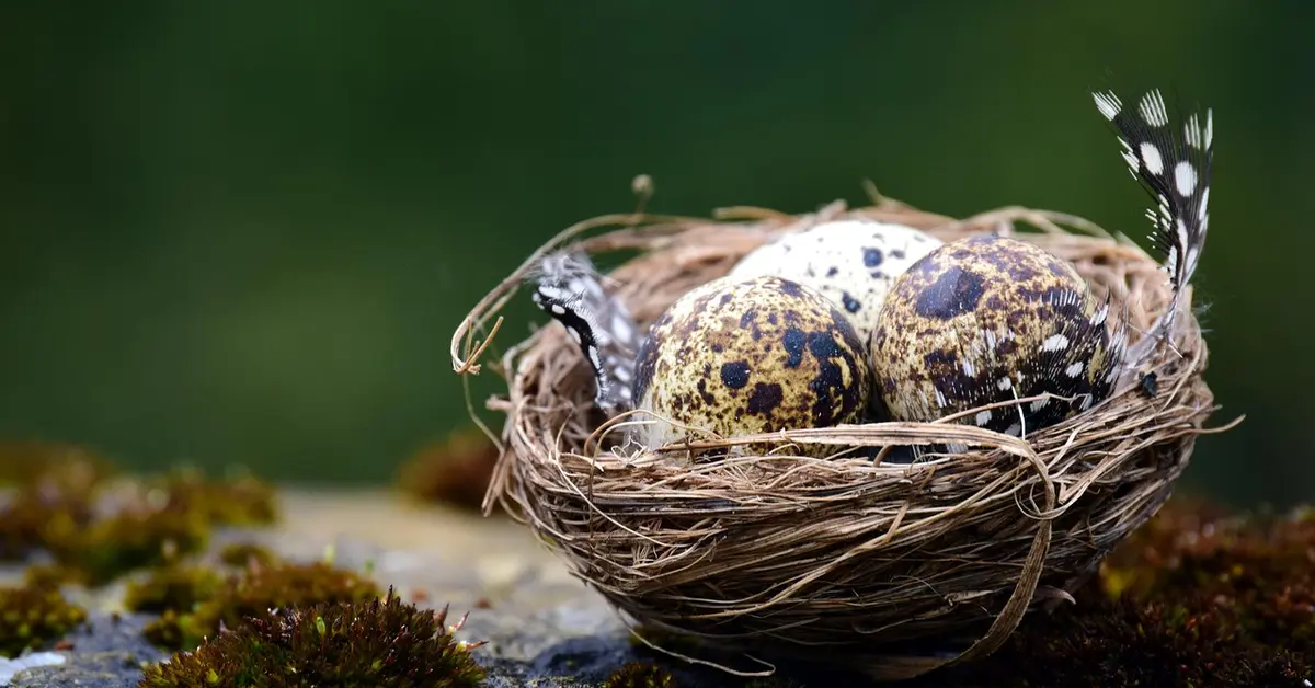 A bird's nest with speckled eggs resting in dried grass, symbolizing a prepared, secure birth space.