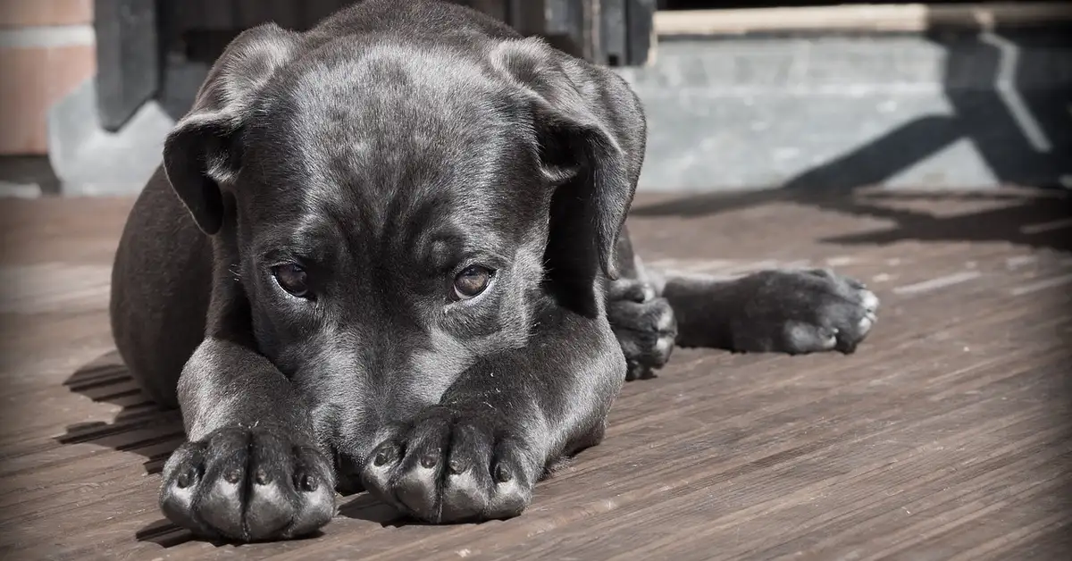 Close-up of a black mother dog lying on a wooden deck with her front paws extended and looking at the camera.