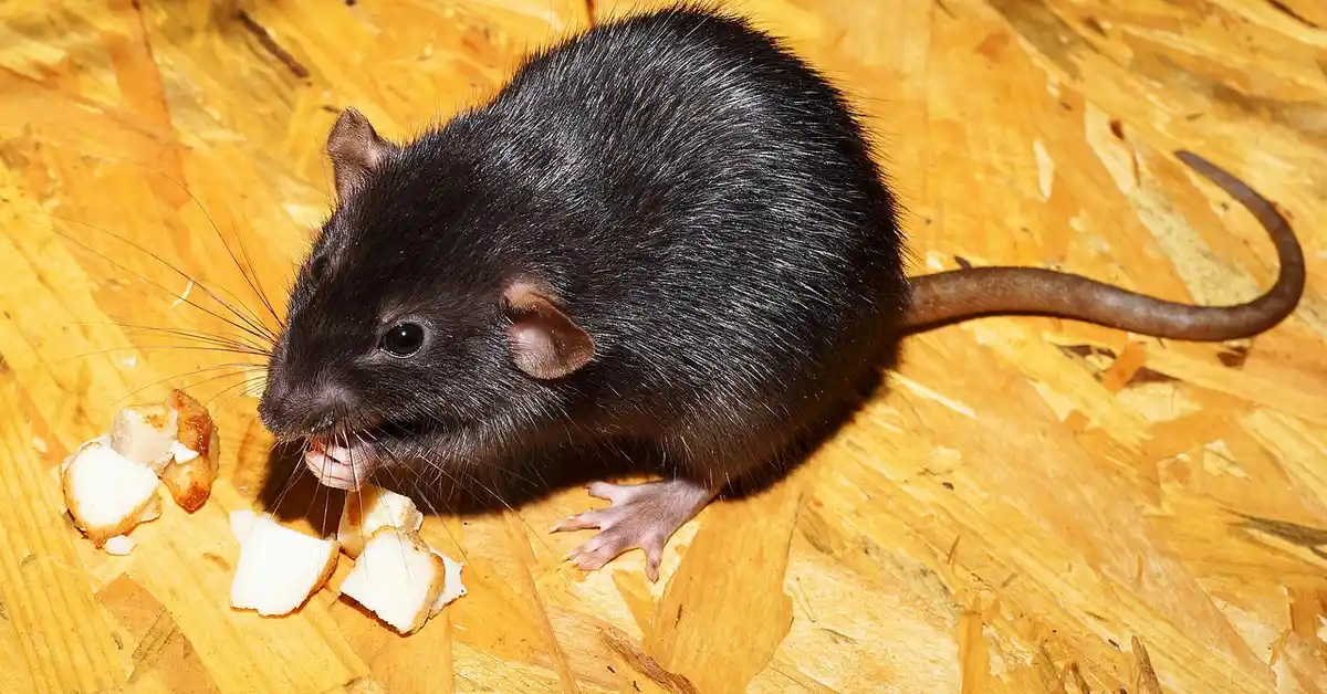 Black pet mouse on a wooden surface nibbling chunks of bread.