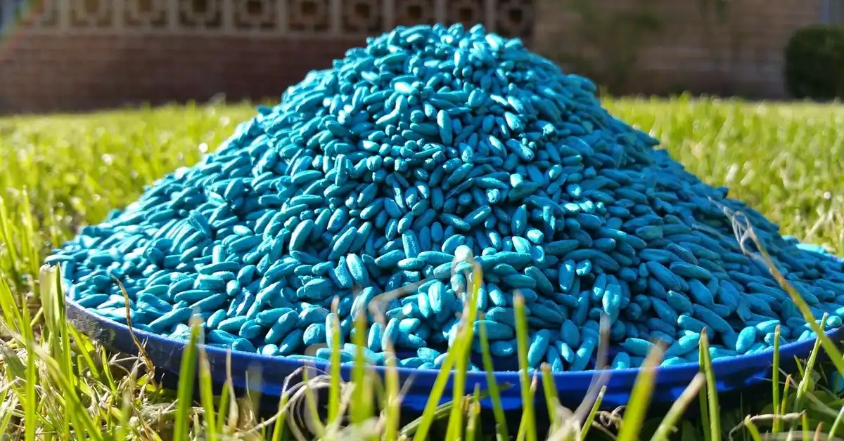 Pile of bright blue rodenticide pellets heaped on a shallow blue tray in a grassy yard