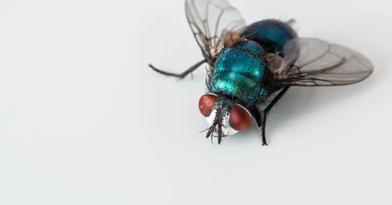 Close-up of a metallic blue bottle fly on a white background