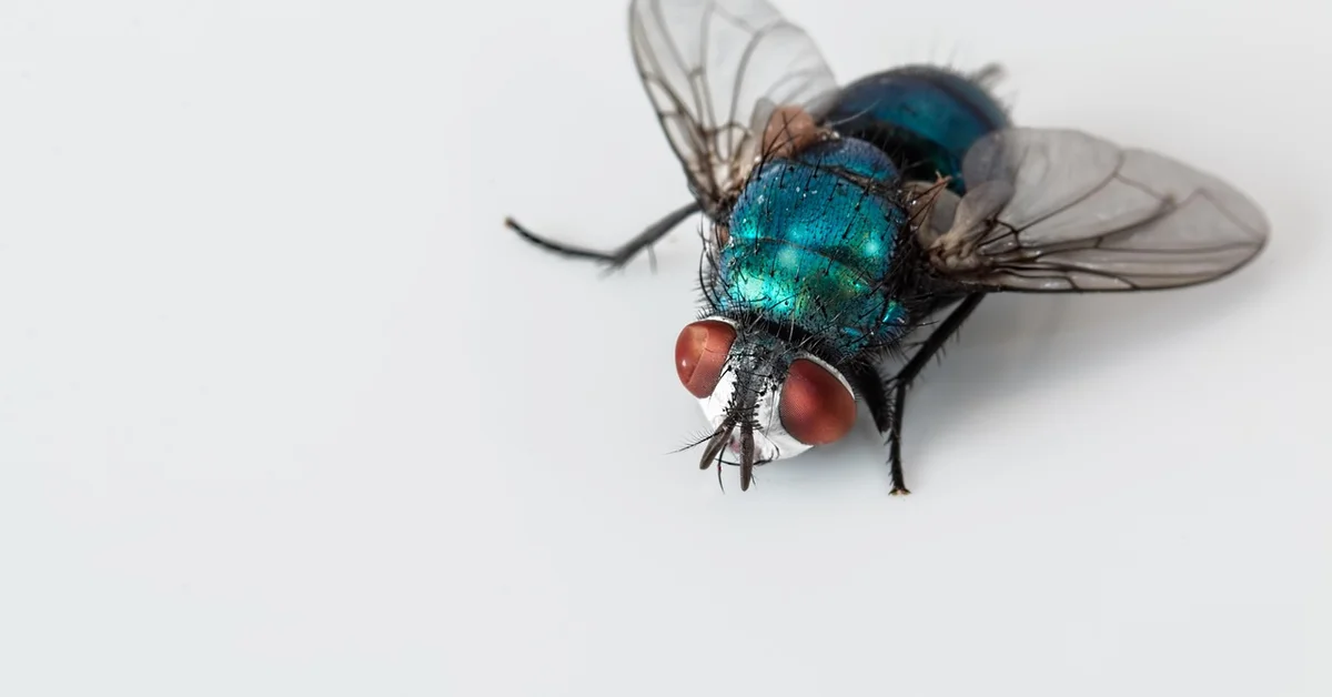 Close-up of a metallic blue bottle fly on a white background