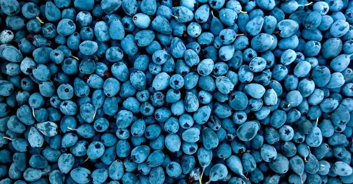 Close-up of a large pile of fresh blueberries
