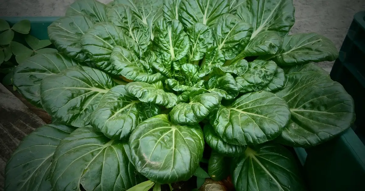 A lush green bok choy plant with broad leaves.