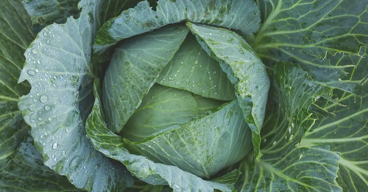 A close-up of a fresh green cabbage with water droplets