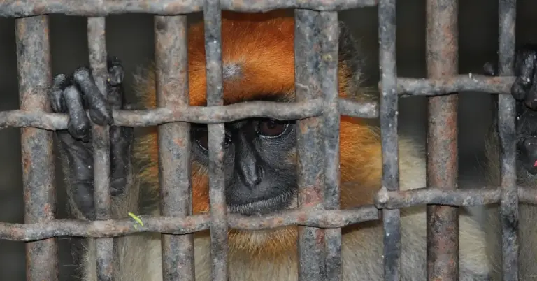 Close-up of a primate behind a rusted metal cage, gripping the bars with its hands and looking through with a tense expression.