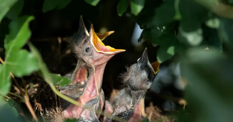 Two newborn nestling birds with wide-open yellow mouths, nestled among green leaves.