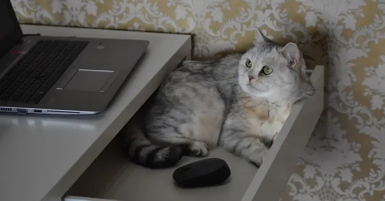 A gray tabby cat sitting inside an open drawer beneath a laptop on a desk, looking to the side with alert eyes.