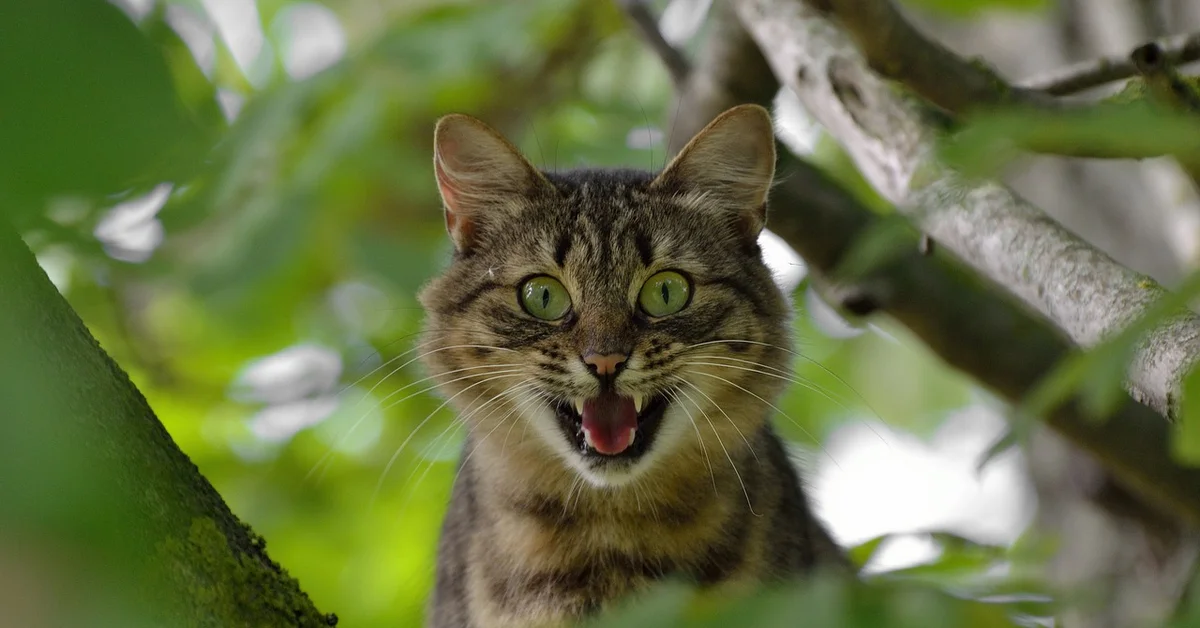 Close-up of a tabby cat with bright green eyes and an open mouth, appearing to hiss among green leaves and tree branches.