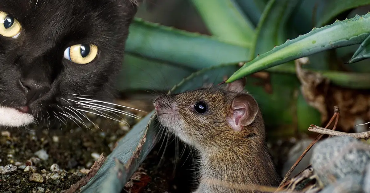 Close-up of a black cat with yellow eyes looking toward a small brown mouse among leaves and rocks.