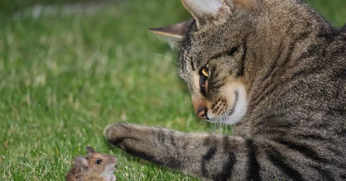 A tabby cat with a focused gaze and paw extended toward a small brown mouse on green grass.
