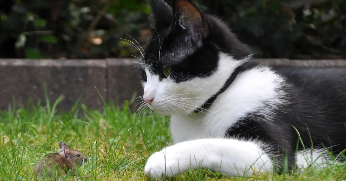 A black-and-white cat lying in green grass, watching a small brown mouse nearby on the lawn.