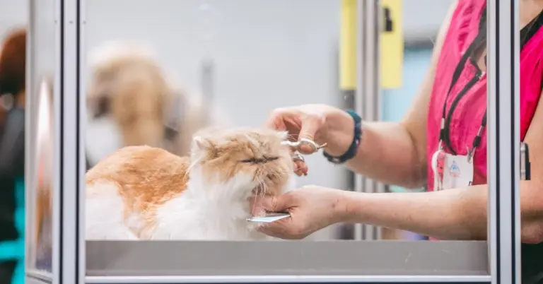 A person grooming a cat in a professional setting