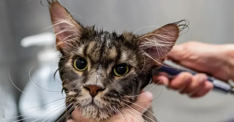 Close-up of a wet domestic cat during grooming by a caregiver; wide yellow eyes and damp fur.