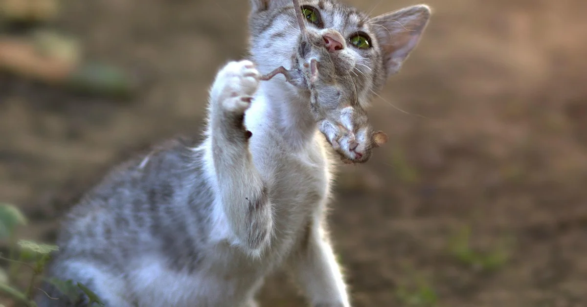 Close-up of a gray tabby cat grabbing a small mouse by the tail during a hunt.
