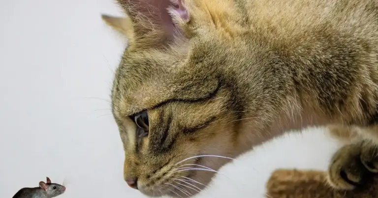 Close-up of a tabby cat sniffing a small gray mouse on a light-colored surface.