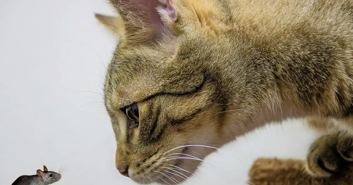 Close-up of a tabby cat sniffing a small gray mouse on a light-colored surface.