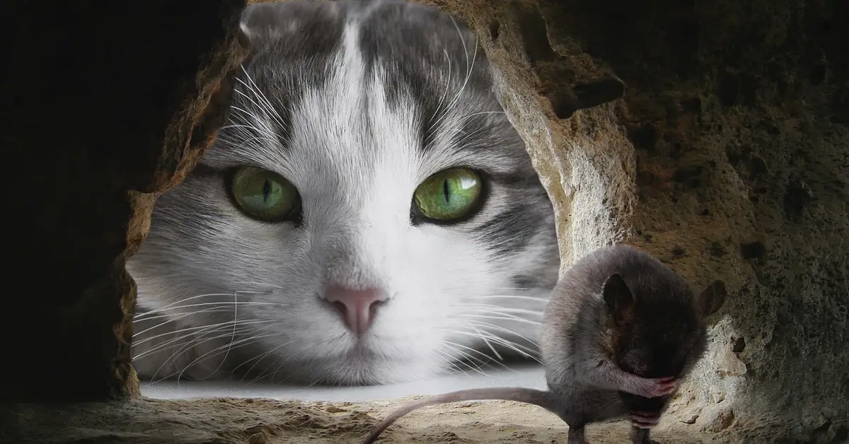 Close-up of a cat peering through a hole with a mouse near the edge, illustrating mistaken assumptions about whether mice are still present.