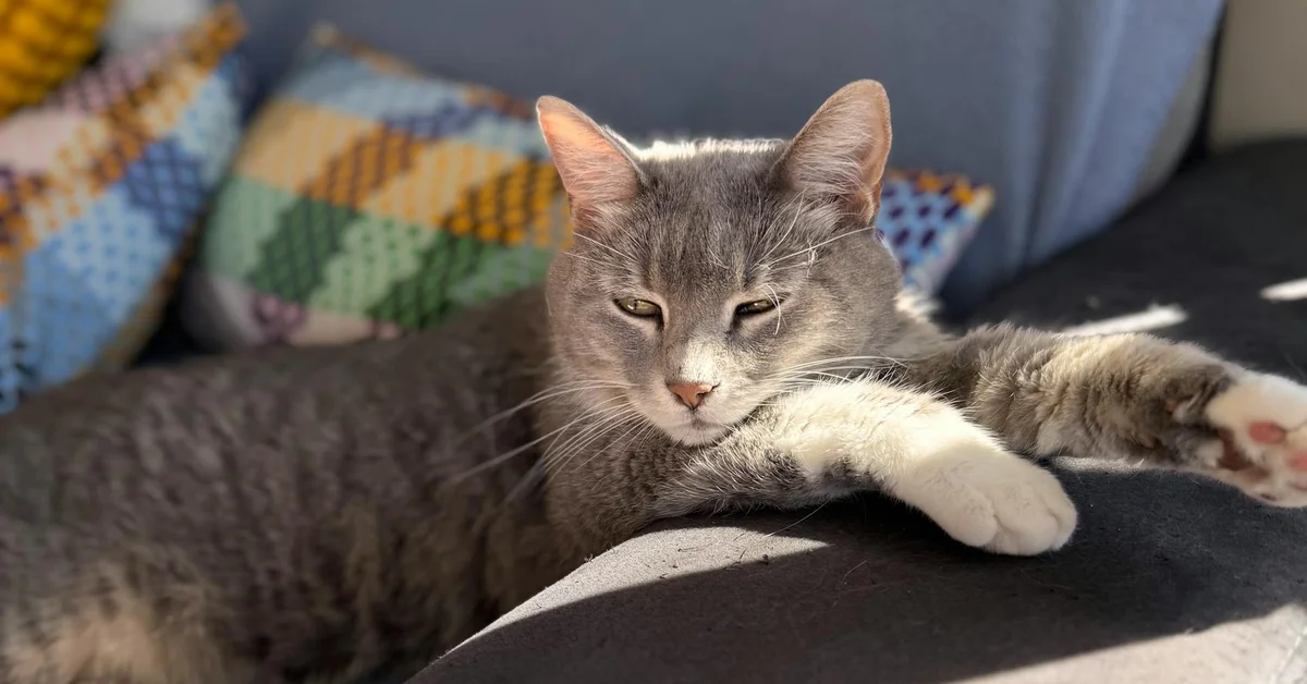 Grey domestic cat lounging on a sofa with a colorful knitted blanket in the background.