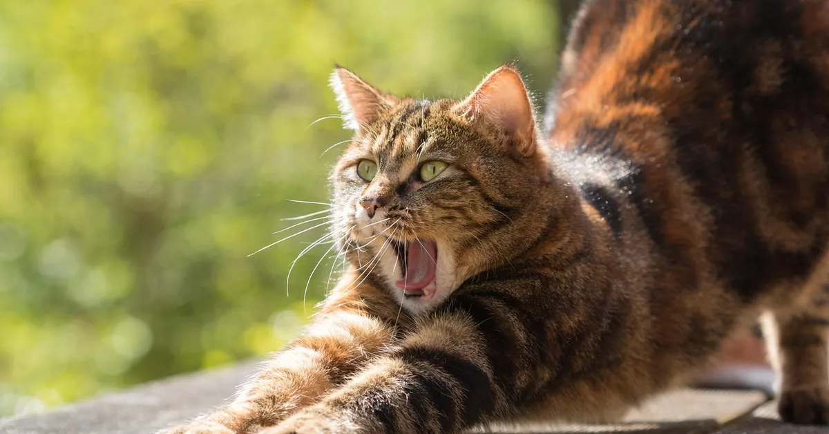 Tabby cat with mouth open outdoors in a sunny setting.