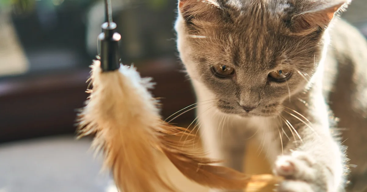 Close-up of a gray cat examining a feather toy, with soft lighting