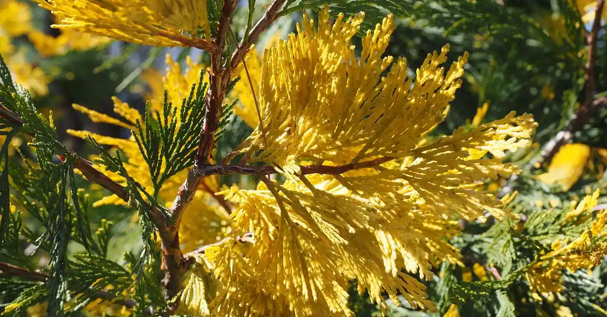 Close-up of bright yellow cedar needles on a branch amidst green foliage.