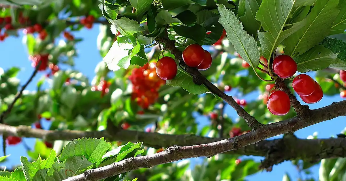 Sunlit cherry tree branches with ripe red cherries and green leaves against a blue sky.