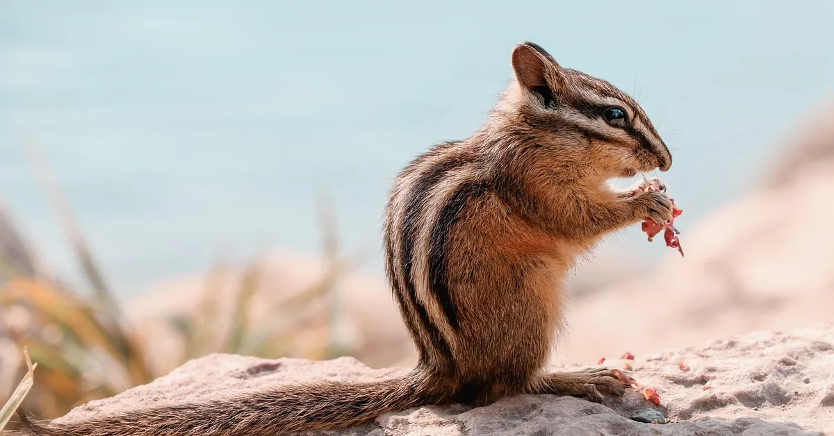 A small striped chipmunk sits on a rock, nibbling pieces of food with a blurred coastal background.