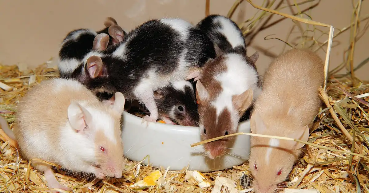 Group of baby mice gathered around a white dish in a straw-filled nest, showing alert ears and varied fur colors.