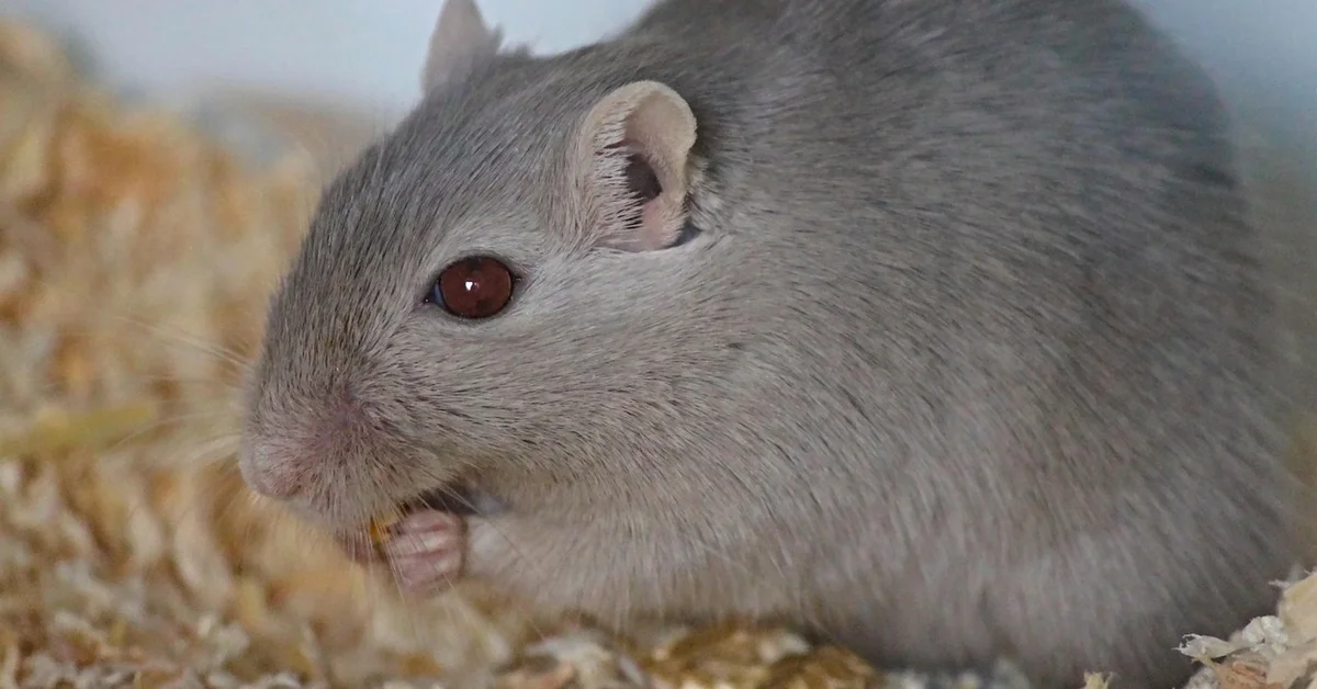 Close-up of a gray mouse eating, illustrating coat health.