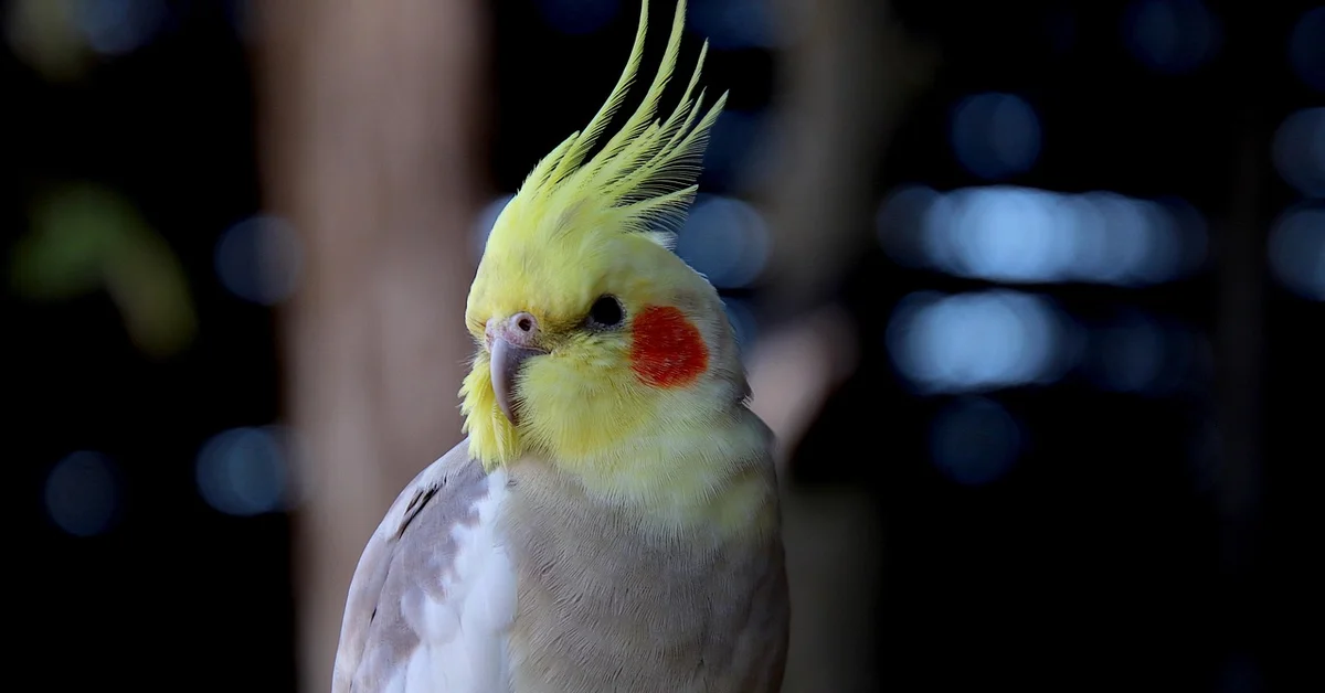 Close-up of a yellow cockatiel with orange cheek patches, perched against a dark, blurred background.