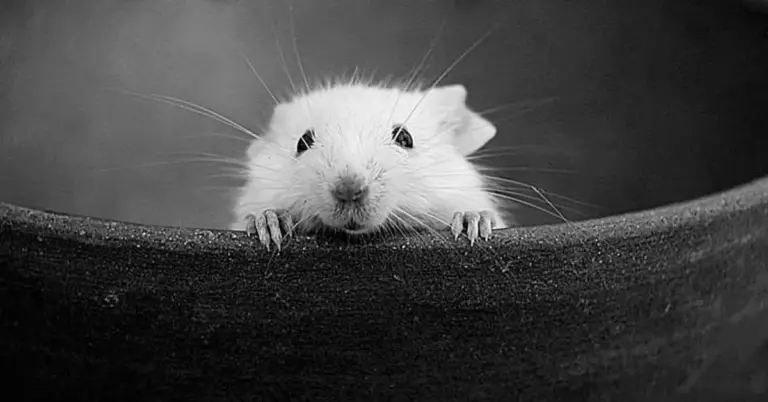 A small white mouse peeking over the edge of a dark pot, eyes wide and whiskers splayed toward the camera.