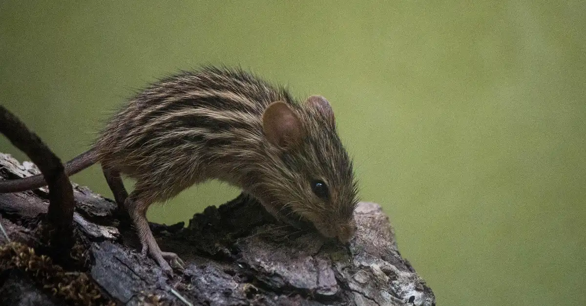 A small striped mouse crouches on a rough rock, sniffing the surface with a blurred green background.