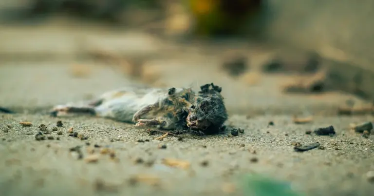Two dead mice lie on a dusty ground, with scattered debris and blurred background.