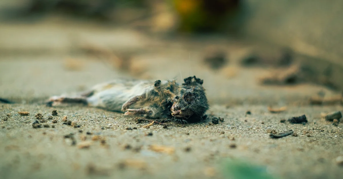 A dead mouse lies on a gravel path with a blurred outdoor background.