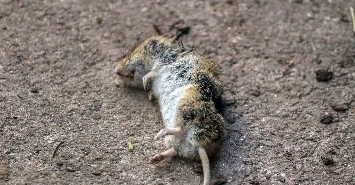Dead mouse lying on a rough dirt surface, fur matted and pale, indicating a rodent that has died.